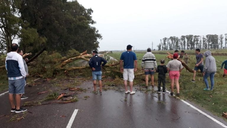 Tránsito cortado en Ruta 1 entre General Pico y Dorila: Las ráfagas de viento alcanzaron los 124 km/h y tiraron tres árboles