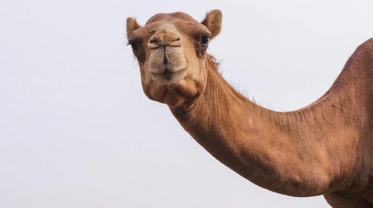 Australia sacrificará a diez mil camellos con francotiradores que dispararán desde helicópteros porque consumen mucha agua