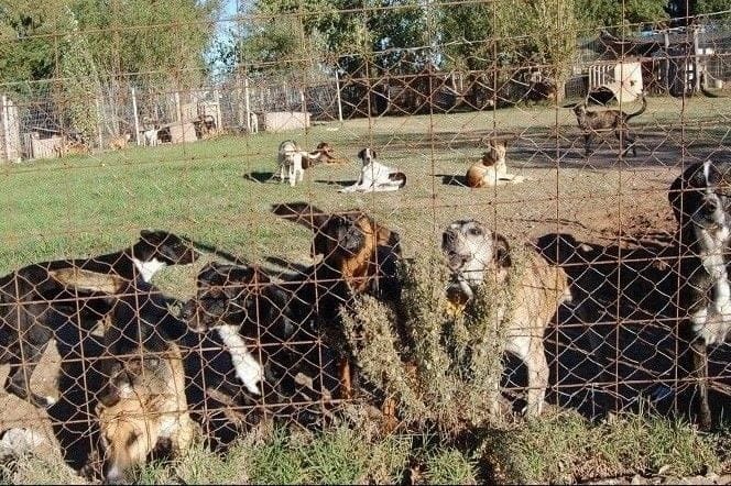 “Los animales van a correr riesgo en la nueva canilera porque no hay lugar para todos”, aseguró Karina Botti, de APPA