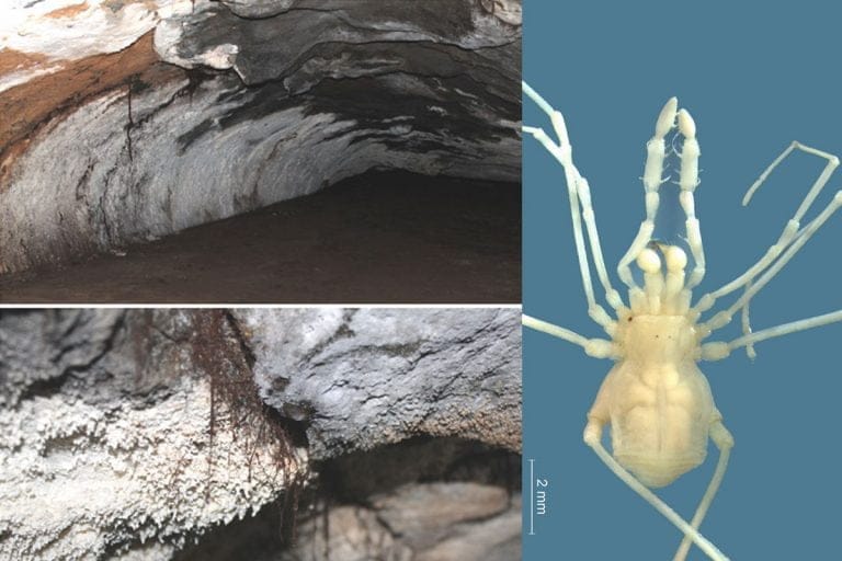 Descubren una nueva especie de arácnido «cavernícola» en una cueva de Mendoza