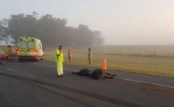 Un toro suelto provocó un triple choque en la Ruta 2 cerca de General Pirán: Cuatro heridos fueron trasladados a Mar del Plata