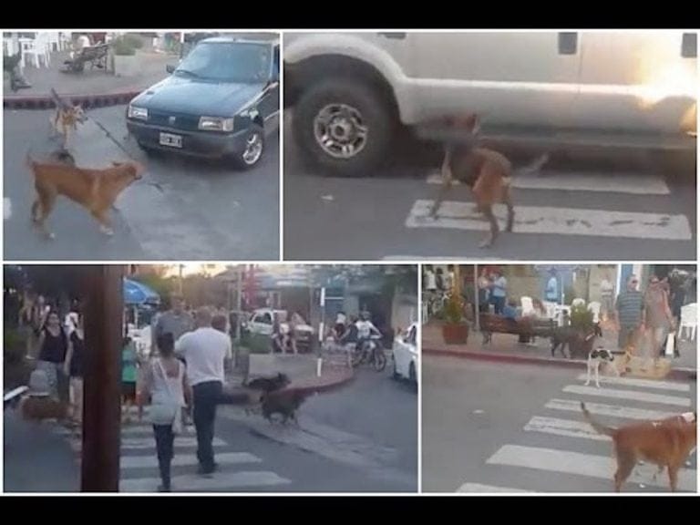 Los perros en el centro, un problema de siempre, pero ahora mordieron a una mujer