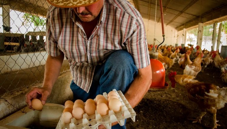 Dictaron importante taller de huerta familiar y producción familiar avícola