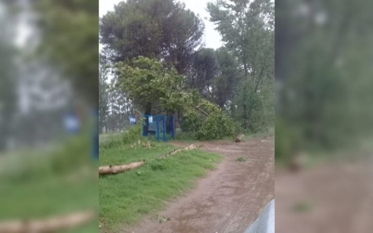 La caída de un árbol frente a la Nueva Escuela Argentina afectó el suministro eléctrico y de agua