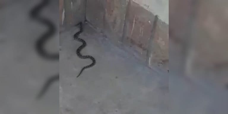 Apareció una víbora en una vivienda del barrio Ranqueles