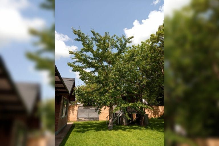 En General Pico también hay ejemplares del único árbol inmortal que existe en el mundo