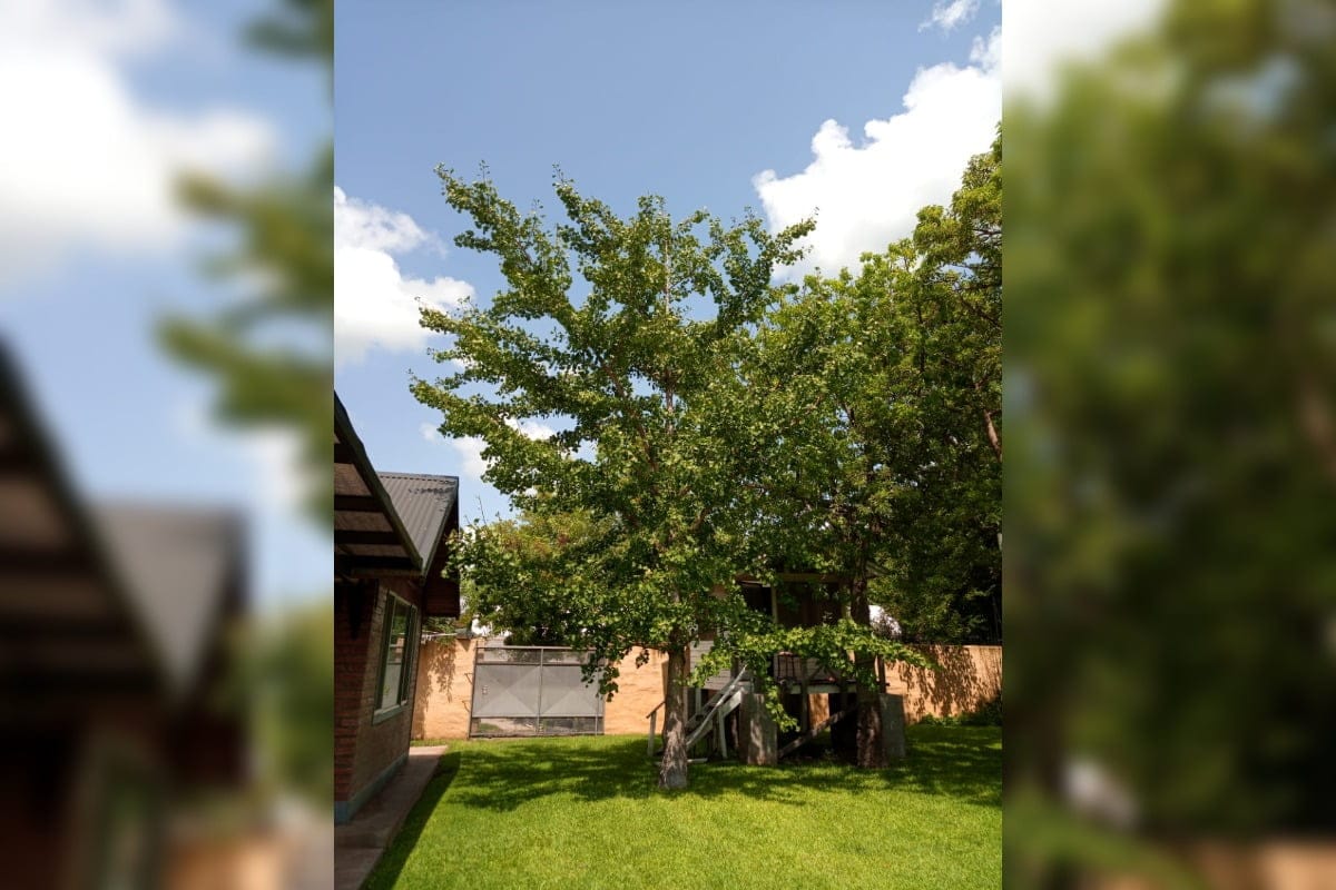 En General Pico también hay ejemplares del único árbol inmortal que existe en el mundo