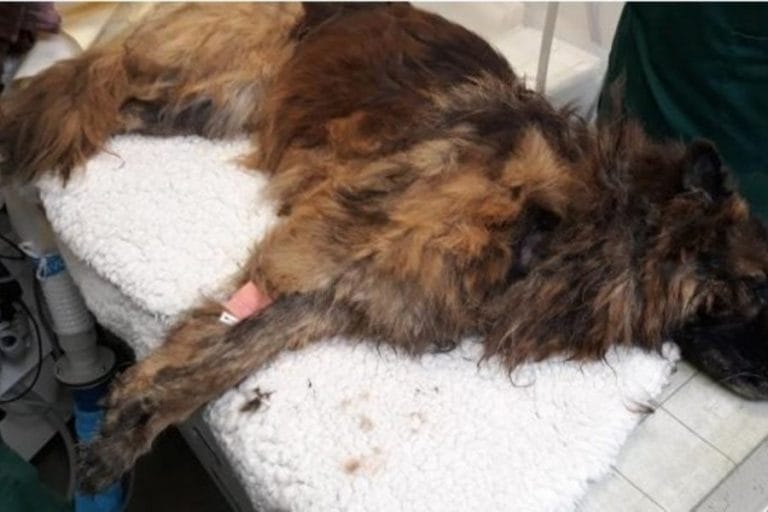 Maltrato animal: arrojaron a una perra viva al río, con una roca atada a su correa