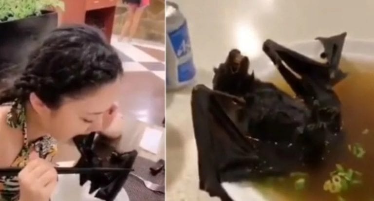 Video: así es la repugnante sopa de murciélago que podría haber originado el coronavirus en China