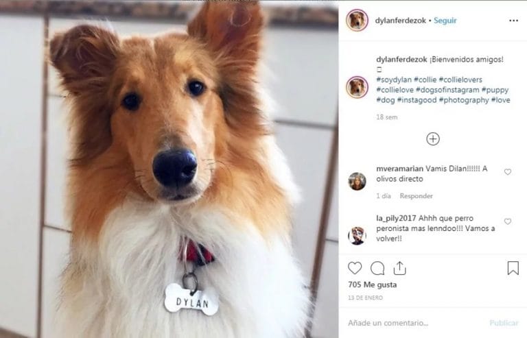 PERRO FUROR: El precio de los collies en Argentina se disparó por Dylan Fernández, la mascota presidencial
