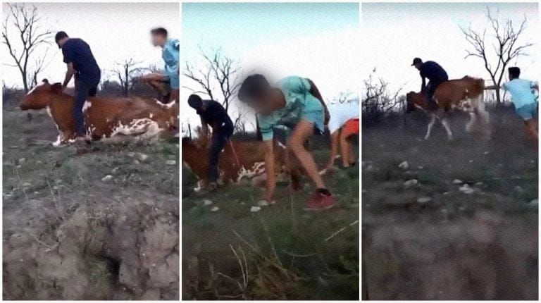 Maltrato animal en Córdoba: le pegan brutalmente a una vaca y suben el video a las redes