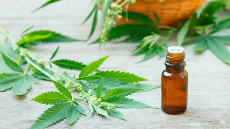 Buscan regular el autocultivo de cannabis medicinal en Santa Rosa