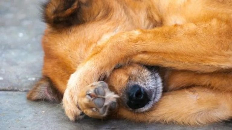 Bestia le pegó los ojos a su perra para abandonarla y evitar que lo siguiera en Colombia