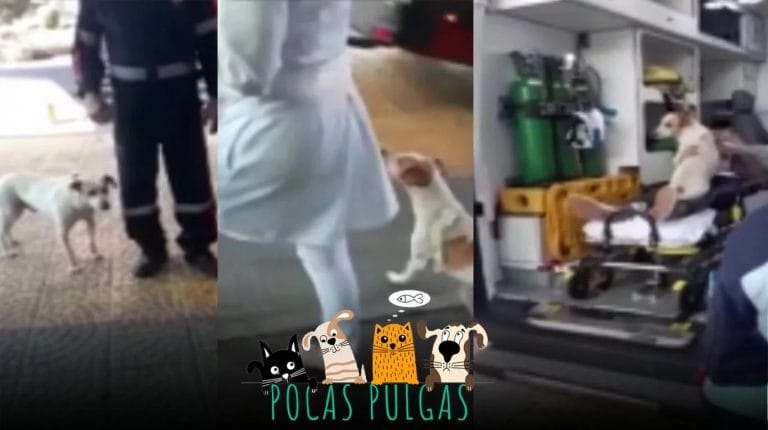 ¡El mejor amigo del hombre! Un perro se subió a la ambulancia en la que trasladaban a su dueño en Brasil