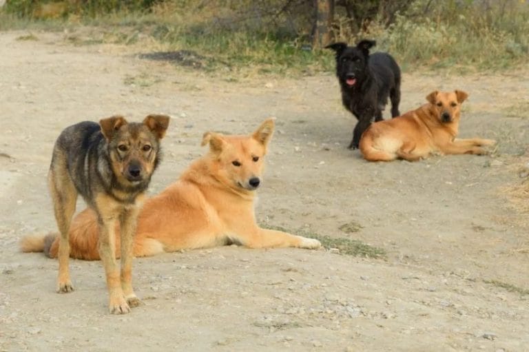 La Municipalidad de Realicó aplicará multas a quienes maltraten y dejen animales sueltos en la vía pública