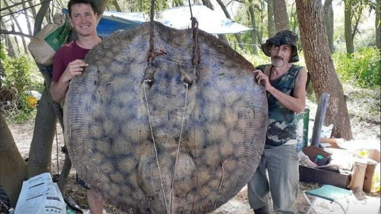 Capturaron una raya de 153 kilos en el río Paraná