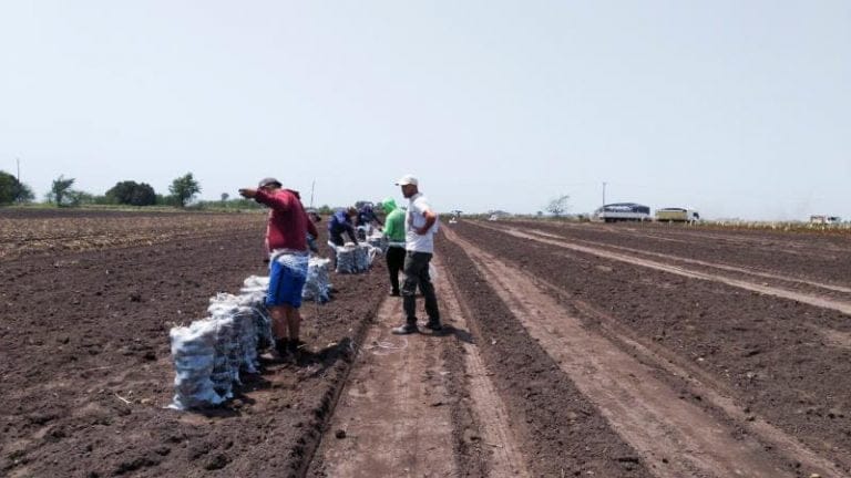 En el 2019 se detectó que el 83% de los trabajadores rurales se encontraban en la informalidad