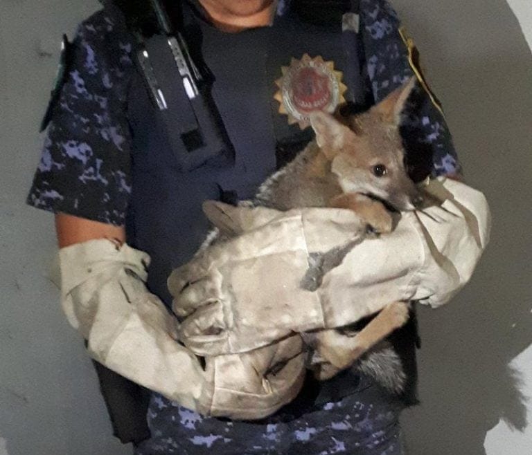 Rescataron a un “zorro pampeano” que tenían como mascota en un edificio de Córdoba