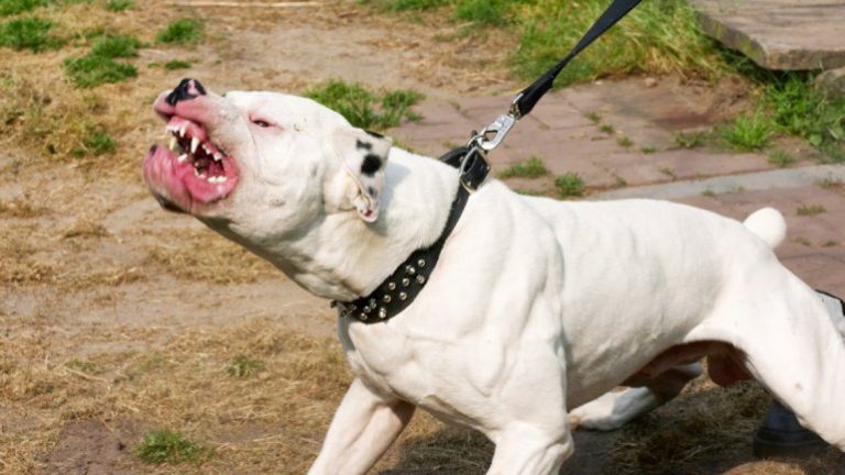 Mendoza: Pitbull atacó salvajemente a su dueña y le desfiguró la mitad de la cara