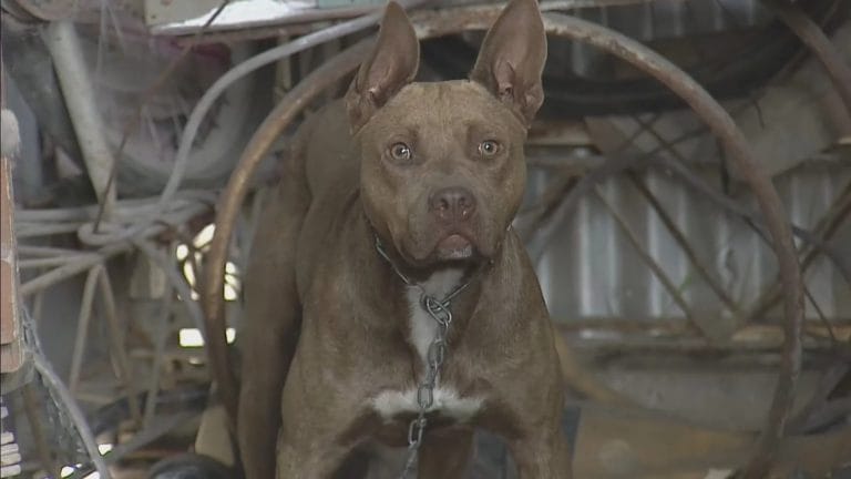 Un pitbull atacó a una nena de dos años en Berisso y recibió cuarenta puntos
