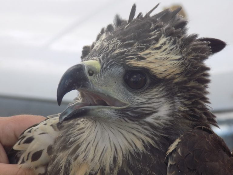 Empezaron a monitorear un pichón de águila coronada en la zona de Jagüel del Monte