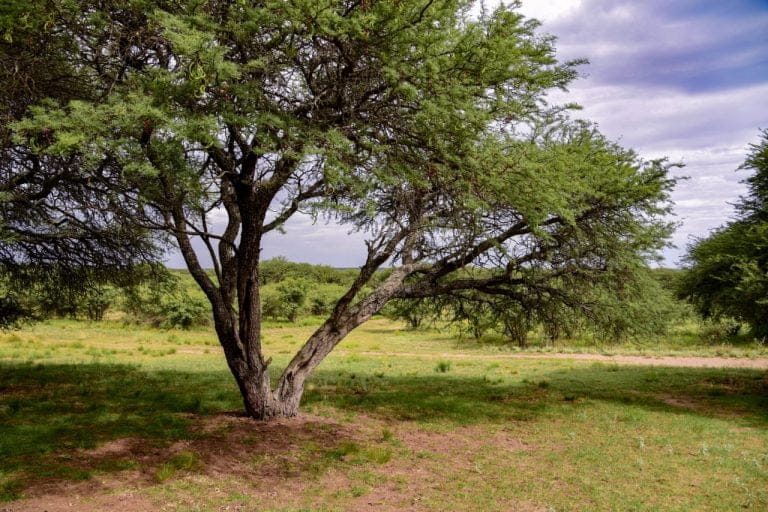 La Pampa trabaja en la creación del Parque Nacional del Bosque de Caldén