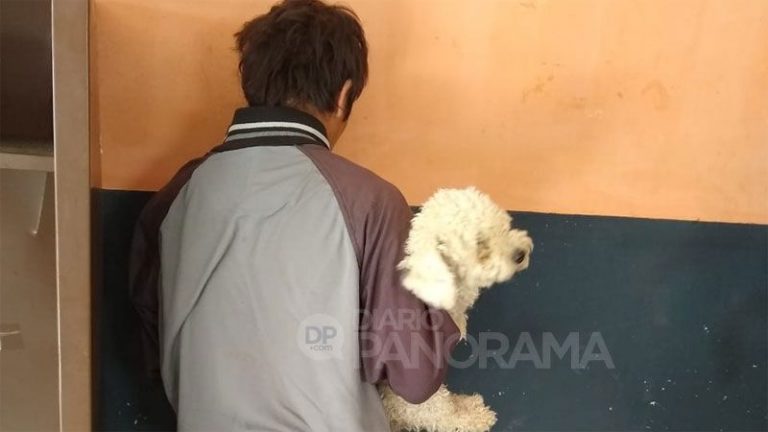 Insólito: robó un caniche para regalarle a su novia en el Día de los Enamorados
