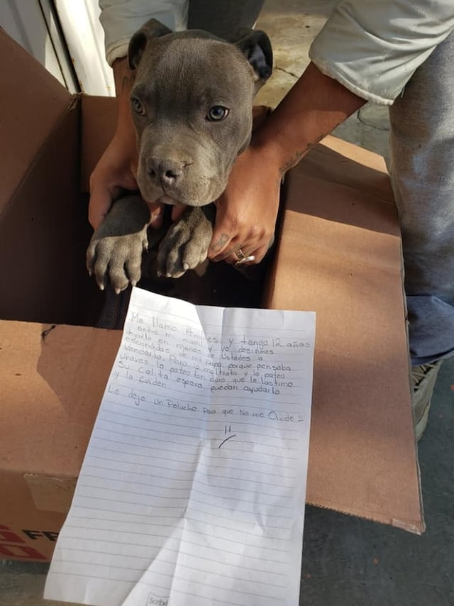 Un niño abandonó a su perro en un refugio para salvarlo de los maltratos de su padre