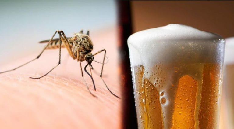 Los mosquitos prefieren picar a los que toman cerveza