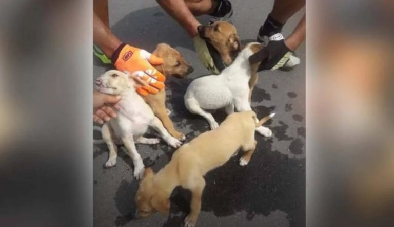 San Luis: Ciclistas le salvaron la vida a seis cachorros abandonados que iban a morir de sed