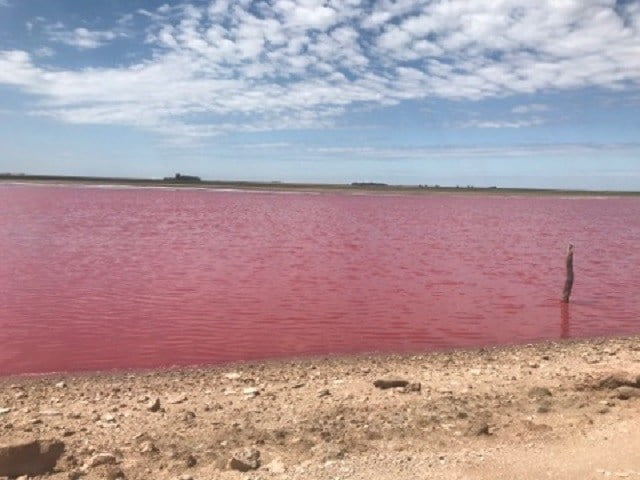Insólito fenómeno: ¿Por qué una laguna cerca de Guatraché se vio rojiza y parece de “sangre”?