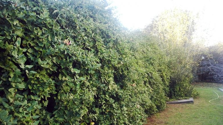 Atención amantes del jardín: Comenzamos con las tareas a realizar en el mes de marzo