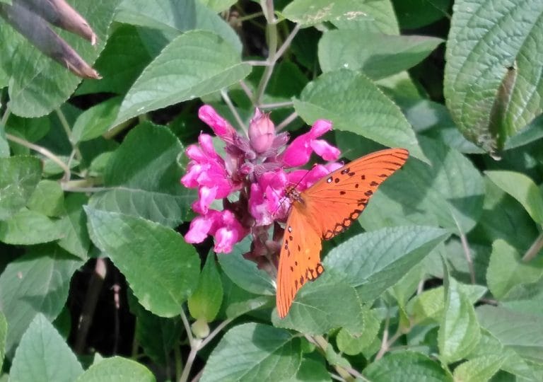 Mirá cuáles son las plantas para atraer colibríes y mariposas
