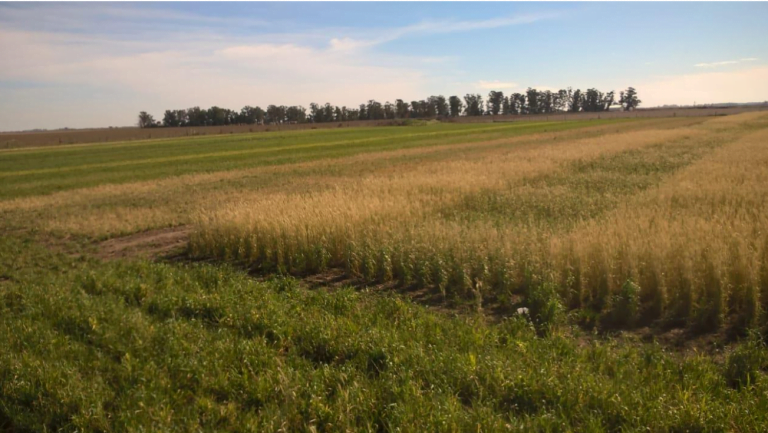 Informe técnico del INTA responde 10 interrogantes sobre cultivos de cobertura en base a experiencia propia en el Norte de La Pampa