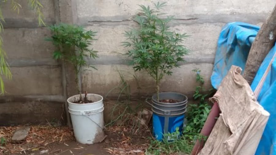 Incautaron dos plantas de marihuana en una casa de Guatraché: Las entregó voluntariamente un hombre