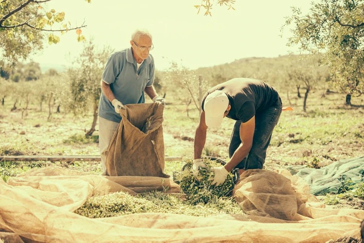 La Rioja: convocaron 3.000 trabajadores para la cosecha y el primer día solo se presentaron tres personas