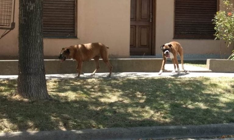 Bahía Blanca: Dos boxers se le metieron al patio y le destriparon a su caniche toy