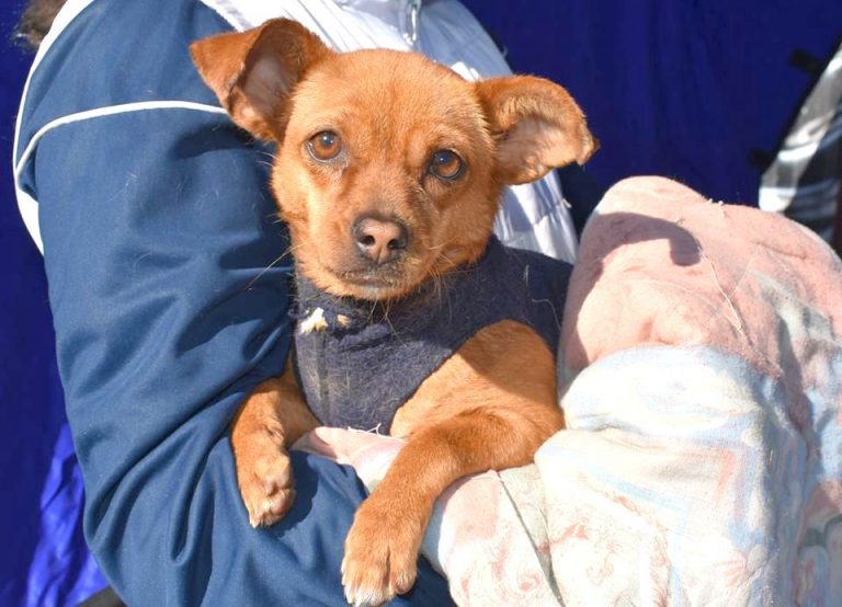 Vecinos del barrio San Etelvino podrán castrar gratuitamente a sus perros y gatos