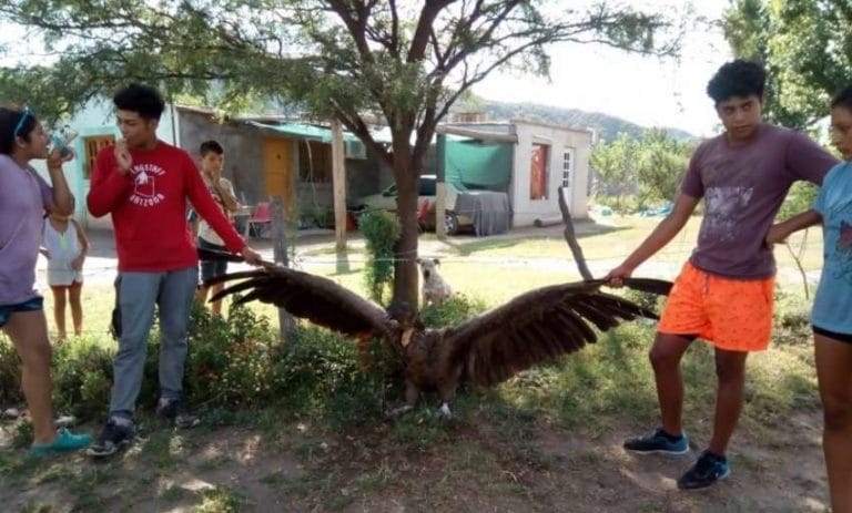 Un grupo de niños sanjuaninos salvó a un cóndor andino de una jauría