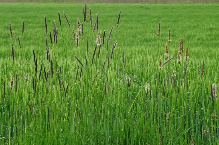 Mirá cuáles son las gramíneas para usar en nuestros jardines