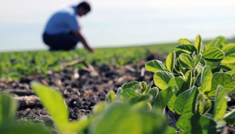 La producción agropecuaria de la provincia de La Pampa en alto riesgo