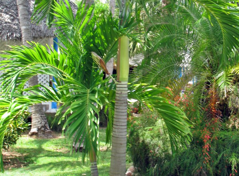 Para los amantes del jardín: Tareas a realizar en el mes de Febrero “2° parte”