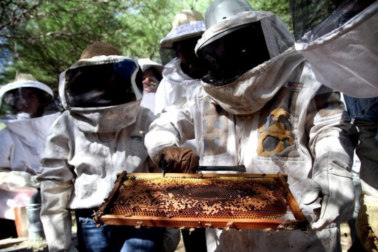 En La Pampa, la apicultura generó 11 millones de dólares y 7 toneladas de miel en 2023