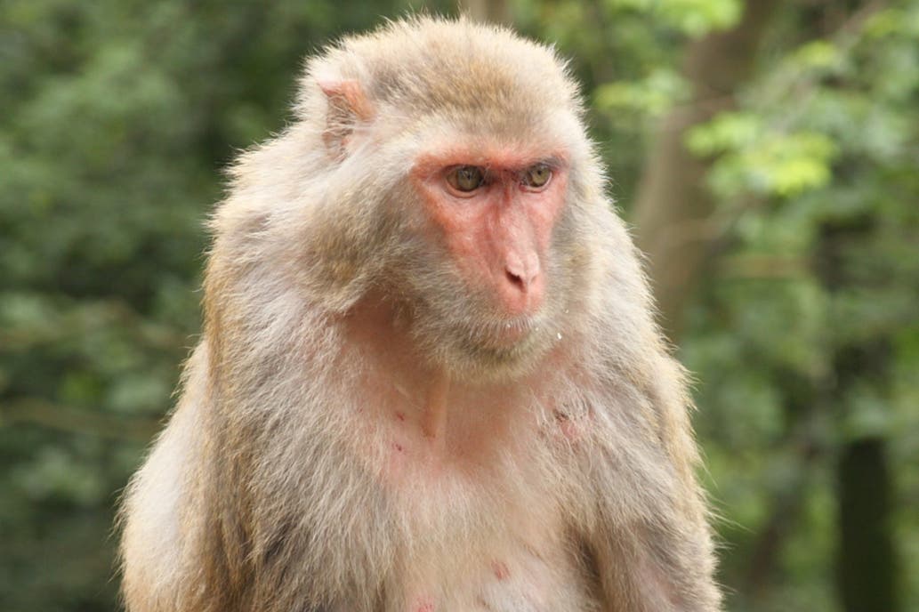 Coronavirus: infectaron a monos con la enfermedad en búsqueda de una vacuna