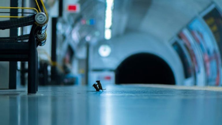 Ratones peleando en el subte: la foto ganadora en el concurso de vida silvestre