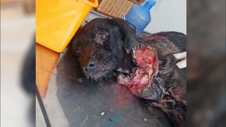 Agentes de Policía rescataron a un perro que fue quemado con aceite hirviendo en Rosario