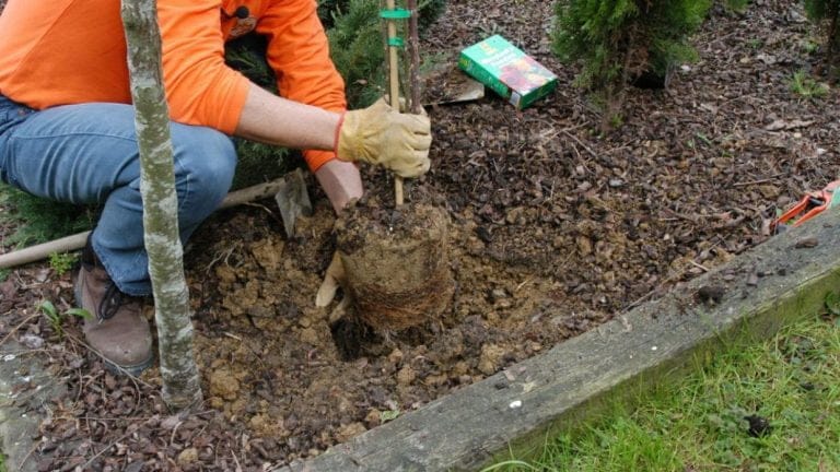 Quieren que cada vez que un alumno egrese de la Universidad de La Plata plante un árbol