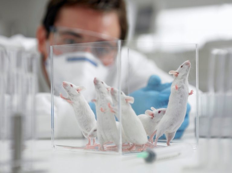 Dictarán un Curso de Posgrado sobre Uso y manejo de animales de experimentación en Veterinarias