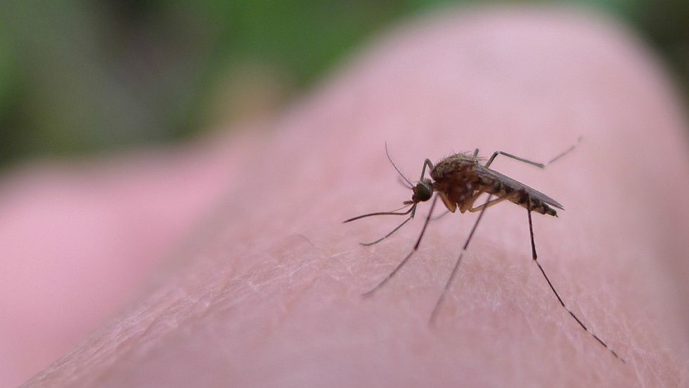 Se multiplican las quejas por la cantidad de mosquitos en General Pico