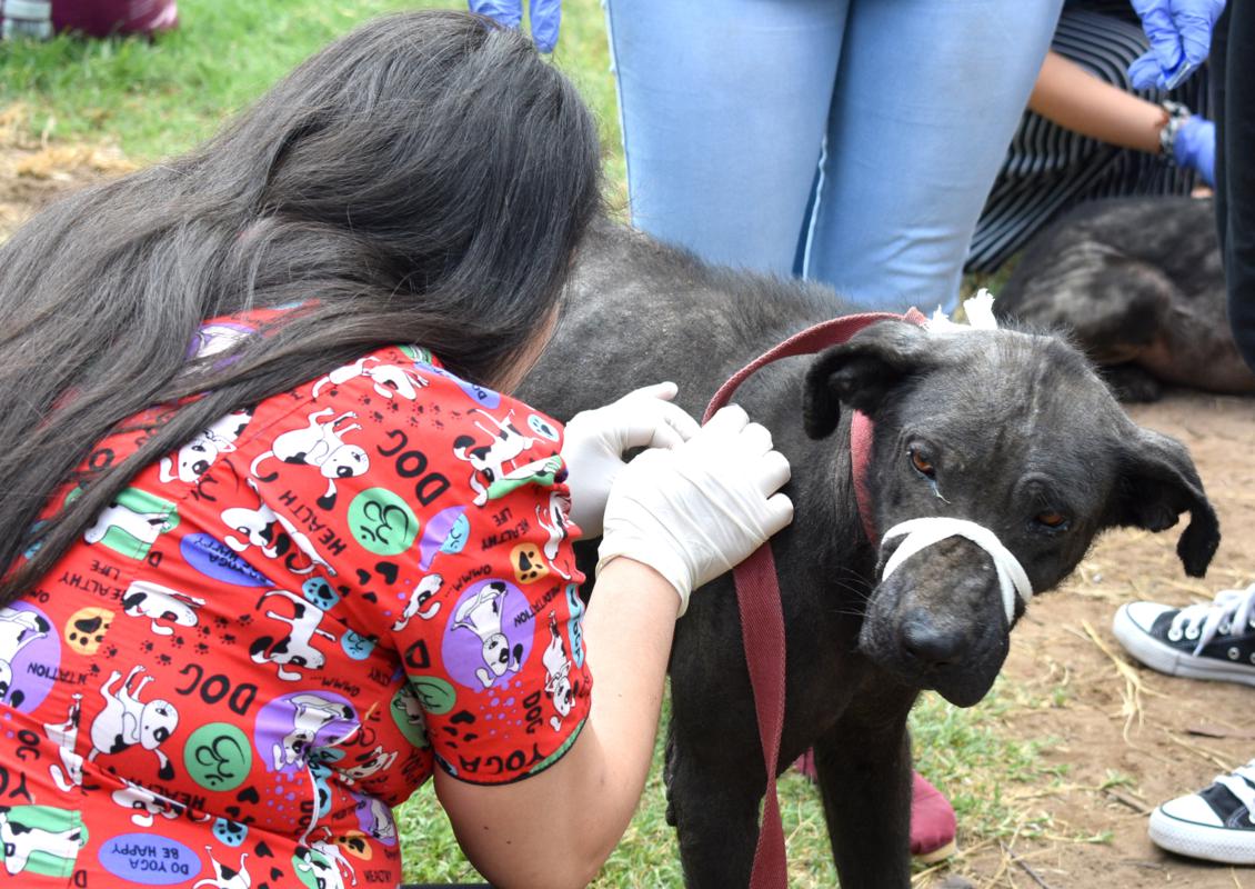 Nuevos estudiantes de veterinaria recorrieron el refugio canino en General Pico